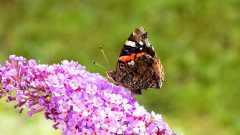 &quot;Адмирал&quot; / Бабочки любят цветущую Буддлею Давида.