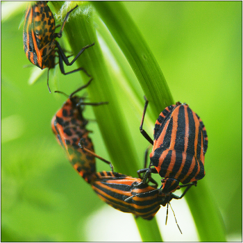 Беседы на вечные темы. / Клоп Итальянский - Graphosoma lineatum.