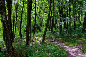 После дождя #2 / Лесопарк Юрьева горка, Витебск