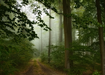 &nbsp; / Первые числа сентября. Пейзаж осеннего леса туманным утром.