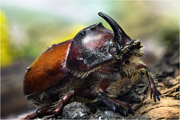 &nbsp; / Обыкновенный жук-носорог, или Дупляк-носорог (Oryctes nasicornis). Ещё один самец