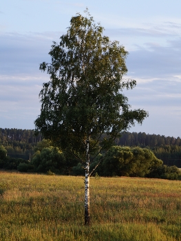 Берёзка / ***