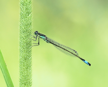 &nbsp; / Große Pechlibelle (Ischnura elegans)
Auf Beute lauernd