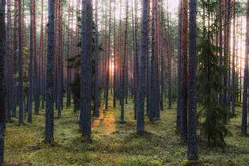 Рассвет в сосновом бору / Лето 2024