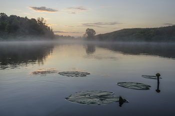 Утро кубышек / Жёлтая кувшинка ( кубышка ) ( Nuphar lutea ). В красной книге России. Россия. Тульская область. Дубенский район. Якшино. Река Упа.