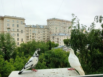 Голуби на &quot;Соколе&quot; / Северо-запад Москвы.