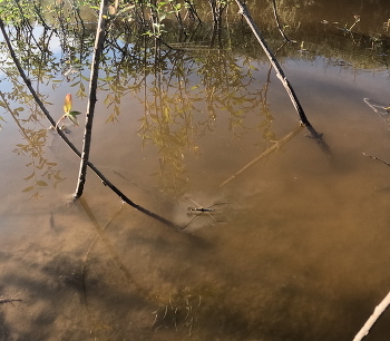 водомерка / река