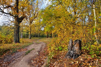 Старый пень / Старый пень