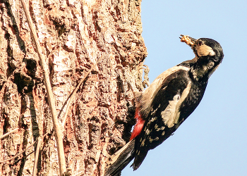 &nbsp; / Dendrocopos major