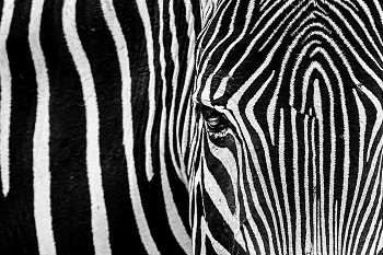 &nbsp; / Zebra