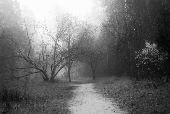 Октябрь хмурый по утру. / Сюжет из городского бора.