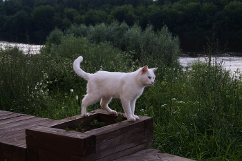 Белый кот / Белый кот