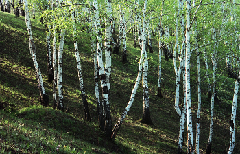 &nbsp; / Фотоплёнка. Слайд. 80 - е года