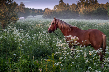 Соки лета / ***