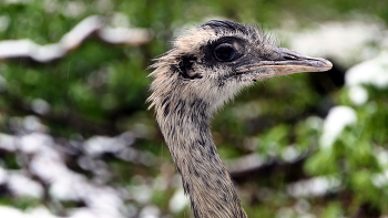 Страусы&quot;Нанду&quot; Bayreuth Die schönsten Ausblicke über die Tierpark am Röhrensee./ The Natural World / / Страусы&quot;Нанду&quot; Bayreuth Die schönsten Ausblicke über die Tierpark am Röhrensee./ The Natural World /