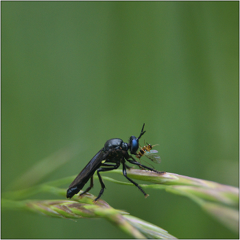 Опасная тишина. / Отряд ДВУКРЫЛЫЕ, Ктырь Ястребница - Dioctria atricapilla.