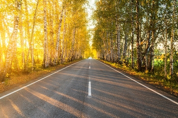 И снова осень / Южный Урал, Березовая аллея