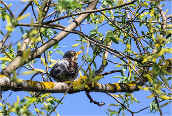 &nbsp; / Дрозд-рябинник (Turdus pilaris)