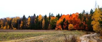 лес / золотая осень