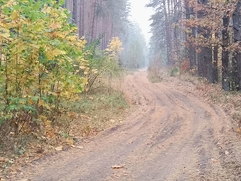 Ивановский лес - Октябрьская Дорога / Два дня шел мелкий моросящий октябрьский дождь. В четверг я отдыхал, а вот в пятницу дождик прекратился и пробежка состоялась. В лесу стояла легкая дымка - испарина после дождя. Не удержался и сделал несколько кадров на смартфон. При съемке последнего кадра использовал цифровой зумм. Дома уже на компьютере этот кадр мне настолько понравился своей живописностью, что я, практически, его не обрабатывал, изменил только размер. Первое впечатление было что смотрю на репродукцию с акварели ...