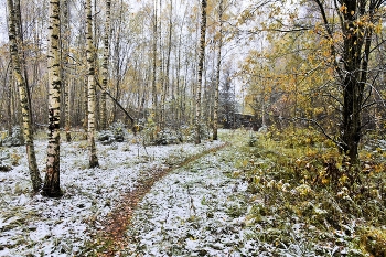 Вот и первый снежок ... / ***