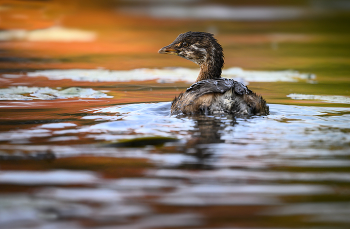 Pied-billed Grebe / Pied-billed Grebe