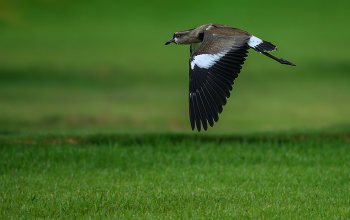 The southern lapwing / The southern lapwing