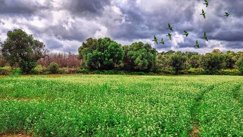  / Riudoms - camp i cotorres - Baix Camp