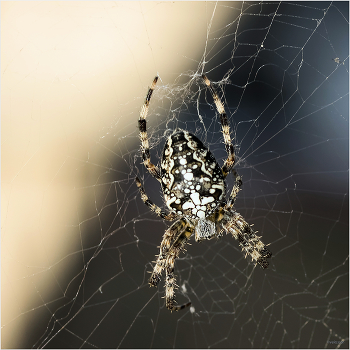 &nbsp; / Обыкновенный крестовик (Araneus diadematus). Самка