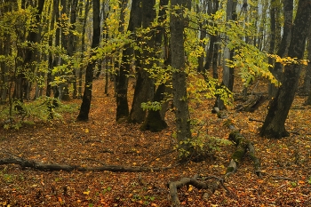 В лесу / Ставропольская осень