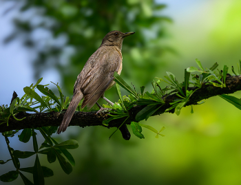 Clay-colored Thrush / Clay-colored Thrush