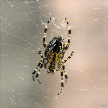 &nbsp; / Обыкновенный крестовик (Araneus diadematus). Самка. Испод