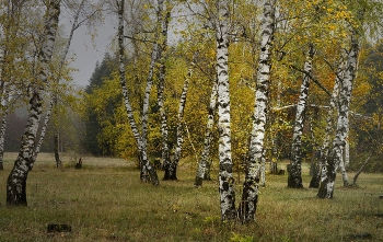 Березы / Осеннее утро