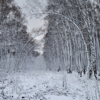 Первый снег в городском парке / ***