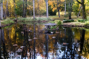 The Ducks in the Autumn Pond / ***