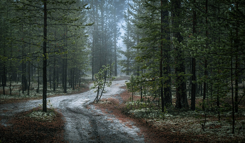 Поздняя осень. Утро в тумане... / ...