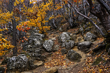 На Южном Демерджи / Крым, Южный Демерджи. Осень