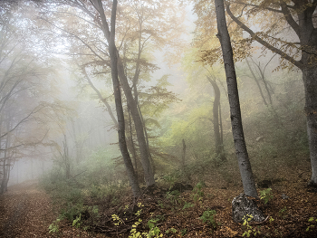 Осенний туман / Крым