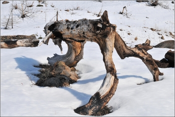 Неизвестный науке зверь / ***