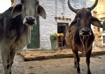 &nbsp; / The cow is sacred in India; and woe betide the driver who doesn't swerve into a field to avoid them.

Cows are not penned into fields here, and in the smaller towns and villages they wander wherever they like.

An Indian woman, going about her daily life outside her house in Jaisalmer, doesn't notice the cows while she's busy sweeping the front step; nor me, it seems.

https://travelnotes.org/pics/Asia/31-Holy_Cow_in_India.htm