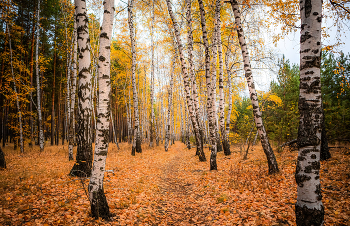 Между берёзок золотая осень. / ***