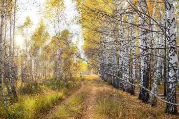 Цвет осени - жёлтый... / ***