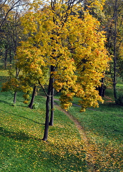 Тропинка в осень / ***