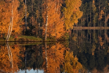 Осенним утром........ / Петербург. Осиновая Роща. Октябрь