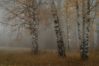 Березы / Оеннее утро