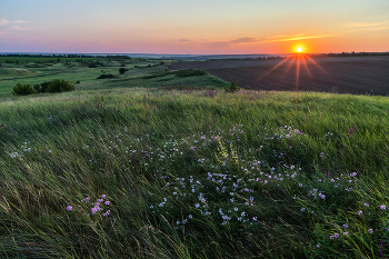 Вязель цветёт / ***