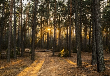 &nbsp; / пригород Казани,лесопарк Лебяжье