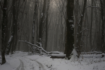 Пришла зима / Утро в лесу