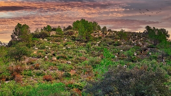 &nbsp; / Gavadà (Vandellòs) - ramat de cabres - Baix Camp