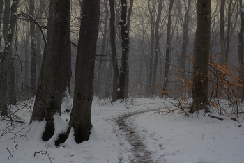 Рассвет / Зимний лес